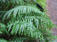 Albums/20060200-New Zealand 2006/20060210-Te Anau to Milford/51